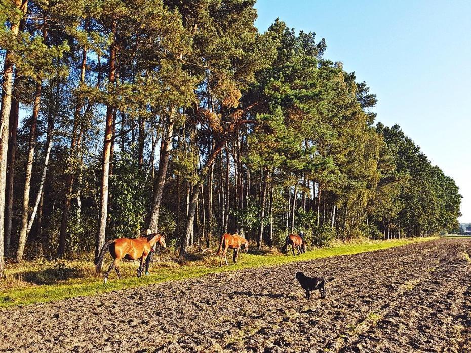 Agroturystyka Pod Modrzewiami Nowy Tomysl Luaran gambar